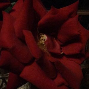 Meet your Posher, Kimberley